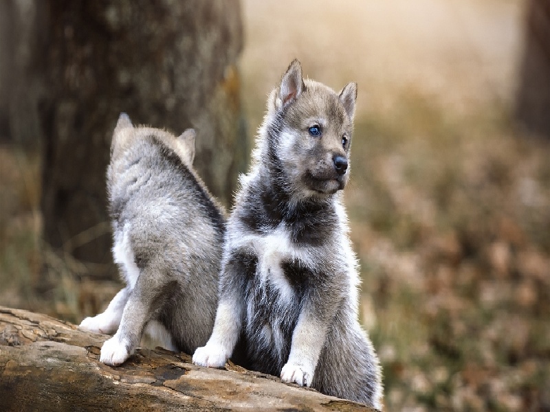 试管流程视频 方案,温江试管婴儿